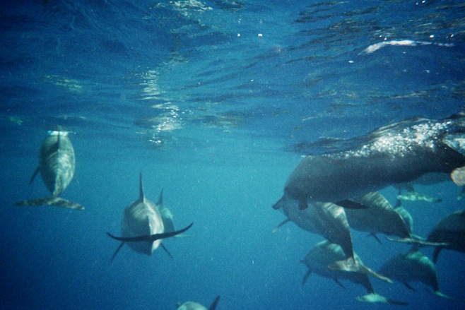Dolphins Underwater